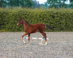Pferd Fidelia SL (Oldenburger, 2023, von Fidertanz)