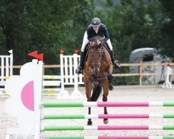 jumper Zeppelin SL (Oldenburg show jumper, 2019, from Zinedine)