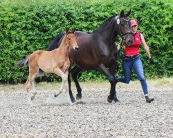 Pferd Zico Blue SL (Oldenburger Springpferd, 2023, von Zirocco Blue)