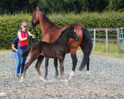 Pferd Finesse SL (Oldenburger, 2023, von Finest)
