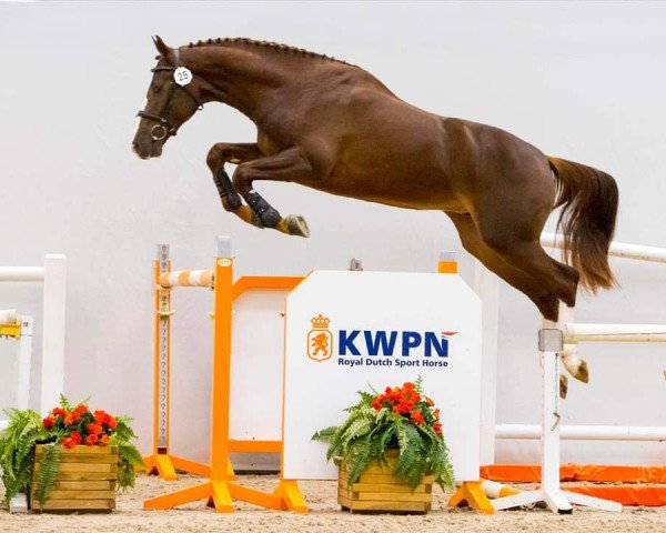jumper Nimrod Es (KWPN (Royal Dutch Sporthorse), 2018, from Candy de Nantuel)