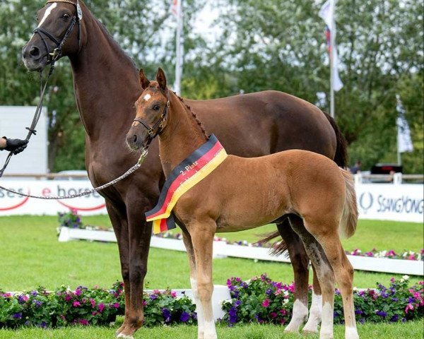 Pferd Frida Gold (Deutsches Sportpferd, 2023, von For Gold OLD)