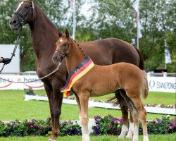 horse Frida Gold (German Sport Horse, 2023, from For Gold OLD)