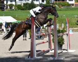 jumper Perigueux Belladonna CH (Swiss Warmblood, 2016, from Perigueux)