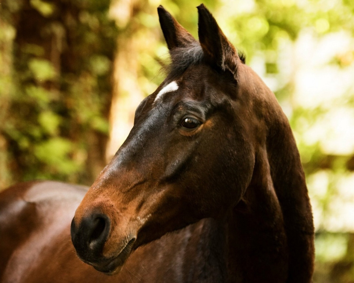 horse Highlight 195 (Trakehner, 2004, from Summertime)