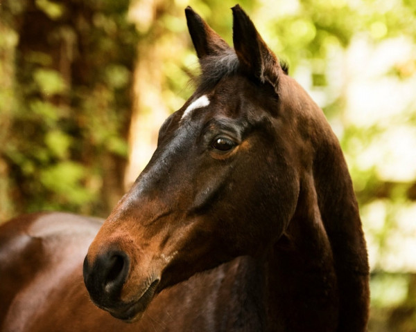 horse Highlight 195 (Trakehner, 2004, from Summertime)