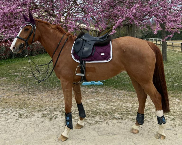 Pferd Untouch Rose De La Brise Z (Zangersheide Reitpferd, 2017, von Untouchable)