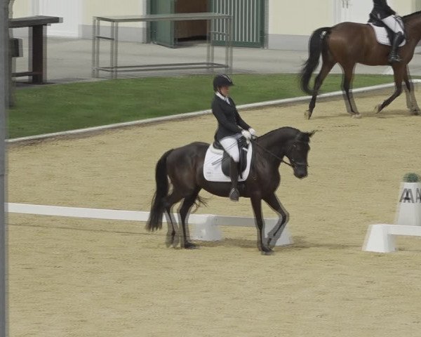 Reitturnier Wels 2023