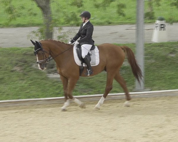 Reitturnier Wels 2023