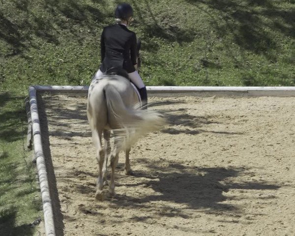 Reitturnier Wels 2023