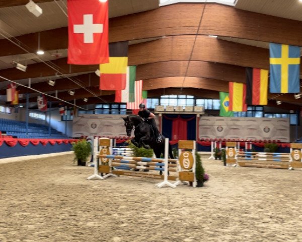 dressage horse Leschek 3 (Hanoverian, 2013, from Levistano)