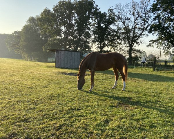 broodmare Gordela (Holsteiner, 2014, from Casalito)
