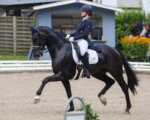 dressage horse Fashion Dancer 2 (Hanoverian, 2016, from Tannenhof's Fahrenheit)