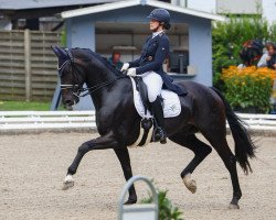 dressage horse Fashion Dancer 2 (Hanoverian, 2016, from Tannenhof's Fahrenheit)