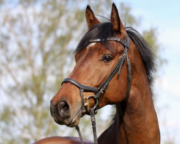 Springpferd Caribbean Crunch (Holsteiner, 2015, von Crunch 3)
