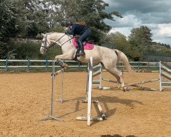 jumper Free Spirit 5 (Westphalian, 2013)
