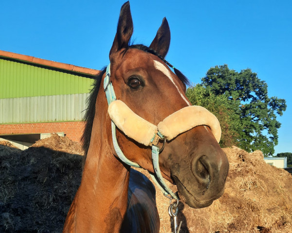 jumper Wicklow Silver (Irish Sport Horse, 2018, from Estidhkaar)