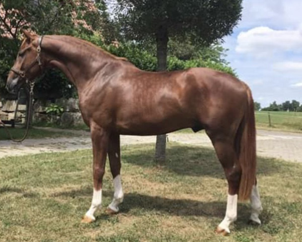 Dressurpferd DSP Fino Royal (Deutsches Sportpferd, 2015, von For Romance I)