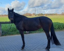broodmare Escouda (Holsteiner, 2012, from Cormint)