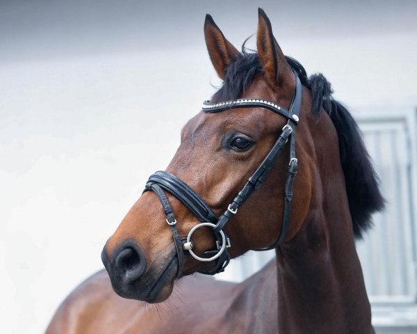 dressage horse LaPerla (Oldenburg, 2019, from Escolar) dressage horse LaPerla (Oldenburg, 2019, from Escolar)