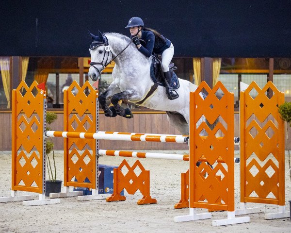 jumper Caesar vd Nosahoeve Z (Zangersheide riding horse, 2015, from Cavalo Z)
