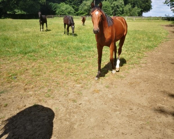 broodmare Belle Vedora M (Hanoverian, 2022, from Bon Vivaldi NRW)