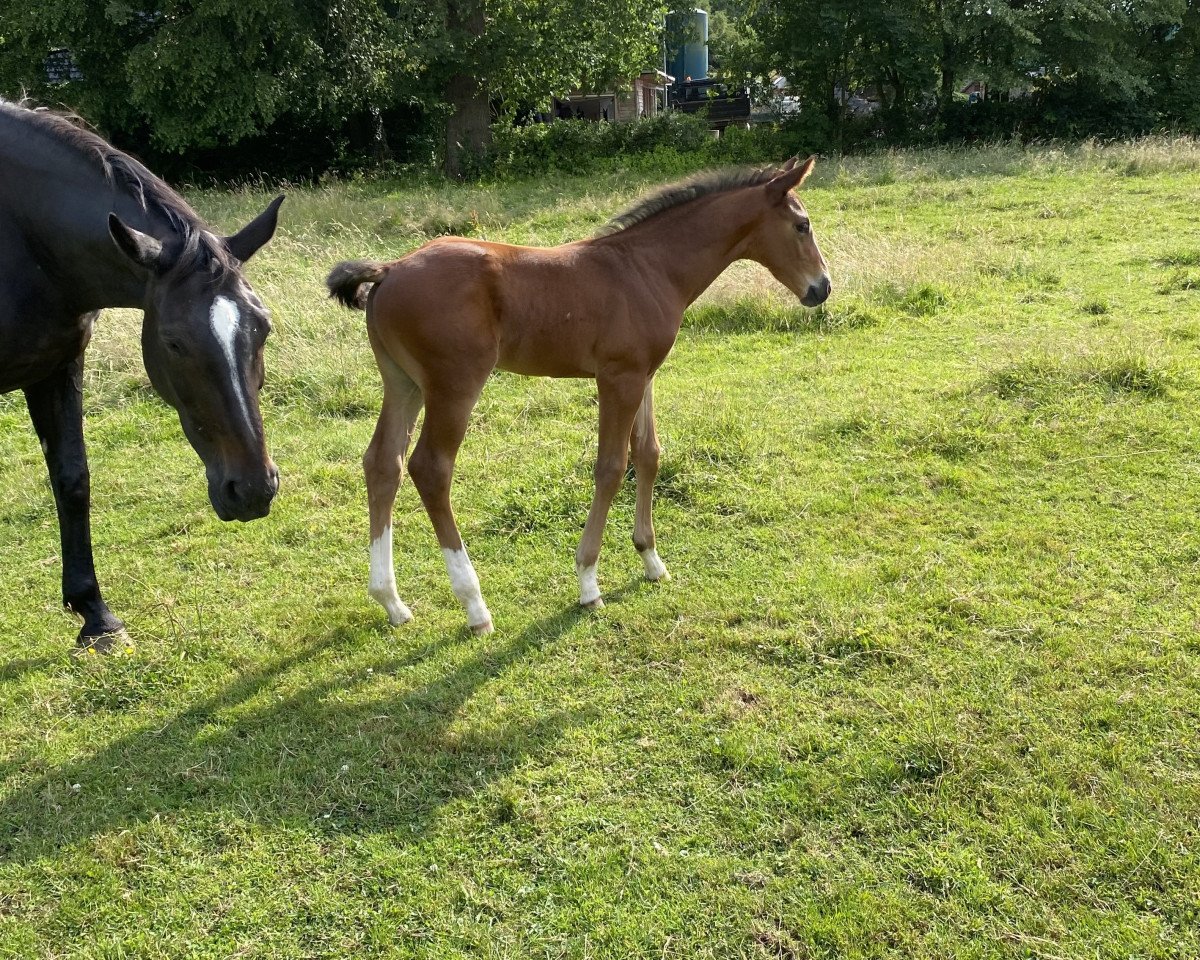 horse Carrido (Hanoverian, 2023, from Cascamiro)