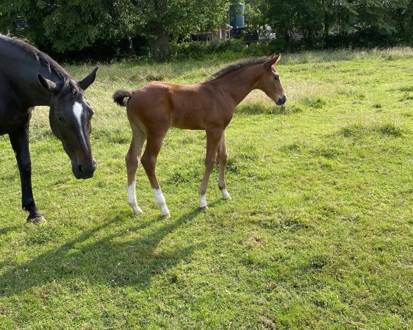 horse Carrido (Hanoverian, 2023, from Cascamiro)