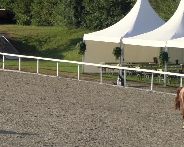Reitturnier Bülach 2023
