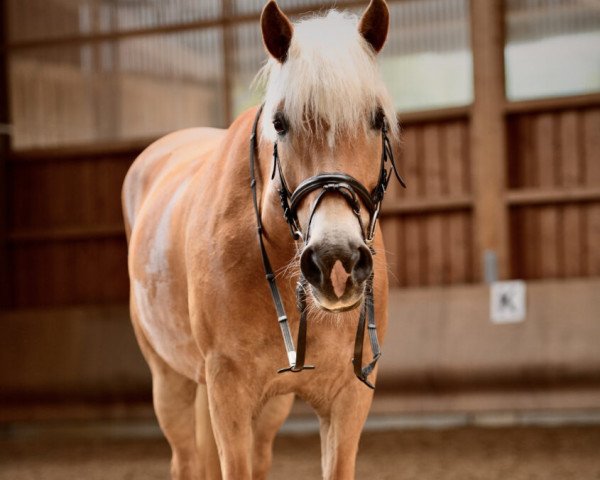 dressage horse Horizon (Haflinger, 2013)