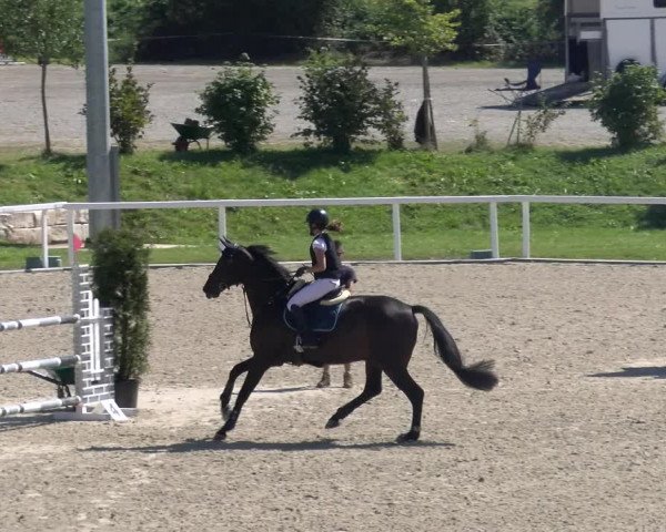 Reitturnier Bülach 2023