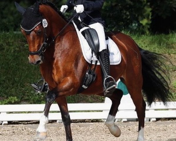 dressage horse Captain Future 18 (German Riding Pony, 2012, from Chattanooga) dressage horse Captain Future 18 (German Riding Pony, 2012, from Chattanooga)