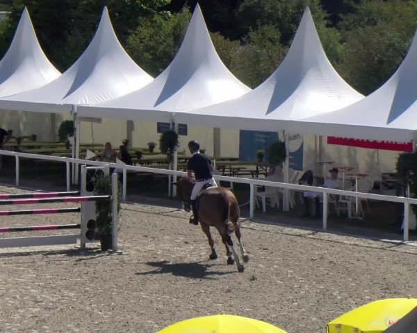 Reitturnier Bülach 2023