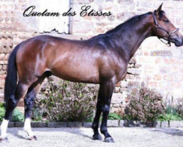 Deckhengst Quetam des Etisses (Selle Français, 2004, von Quidam de Revel)
