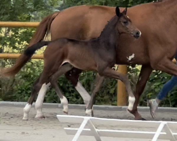 Pferd Drive me Crazy MG (Oldenburger, 2022, von Diamond First)