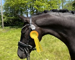 dressage horse D' Aragon (Oldenburg, 2018, from Don Martillo)