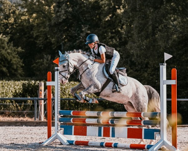 dressage horse GWH Twilight (New Forest Pony, 2009, from Hove's Tabaluga)