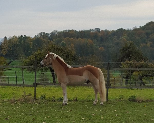 dressage horse Acantus 5 (Haflinger, 2007, from Albertus 112)