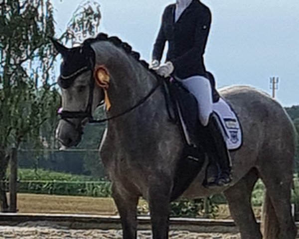 dressage horse TH Antonia (Oldenburg, 2019, from Valverde NRW)