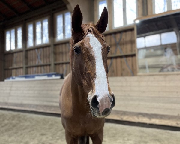 broodmare Limited Edition (Westphalian, 2010, from Lossow)
