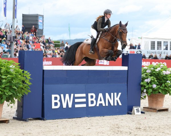 jumper Chilli Chianti (Hanoverian, 2009, from Check In 2)