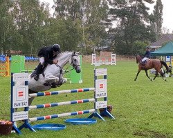 broodmare Siri 24 (Hanoverian, 2016, from Special Effect)