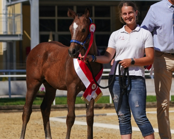 horse Helios SH (Austrian Warmblood, 2023, from Hardrock Z)