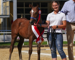 Pferd Helios SH (Österreichisches Warmblut, 2023, von Hardrock Z)