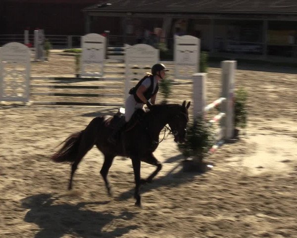 Reitturnier Dortmund-Barop 2023