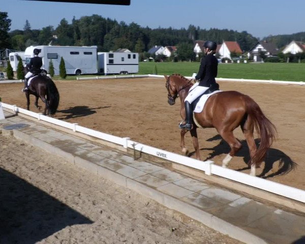 Reitturnier Babenhausen 2023