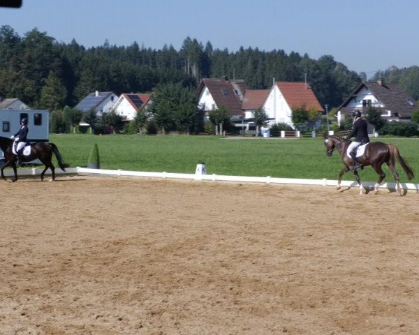 Reitturnier Babenhausen 2023
