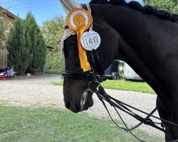 dressage horse BS Lincoln 1997 ox (Arabian purebred, 1997, from Taladinn ox)