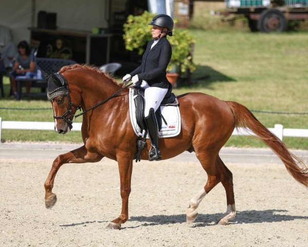 dressage horse Foundley (German Sport Horse, 2017, from Foundation 2)