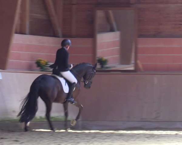 Reitturnier Dortmund-Barop 2023